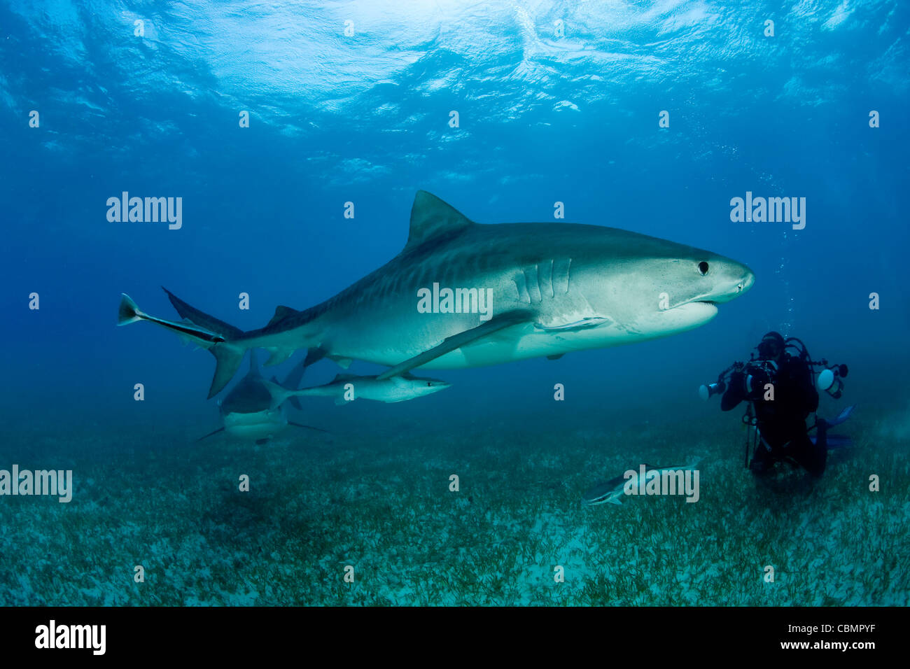 Requin tigre et Scuba Diver, Galeocerdo cuvier, mer des Caraïbes, Bahamas Banque D'Images