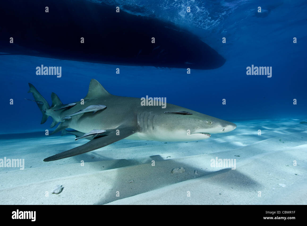 Le requin, Negaprion brevirostris, mer des Caraïbes, Bahamas Banque D'Images