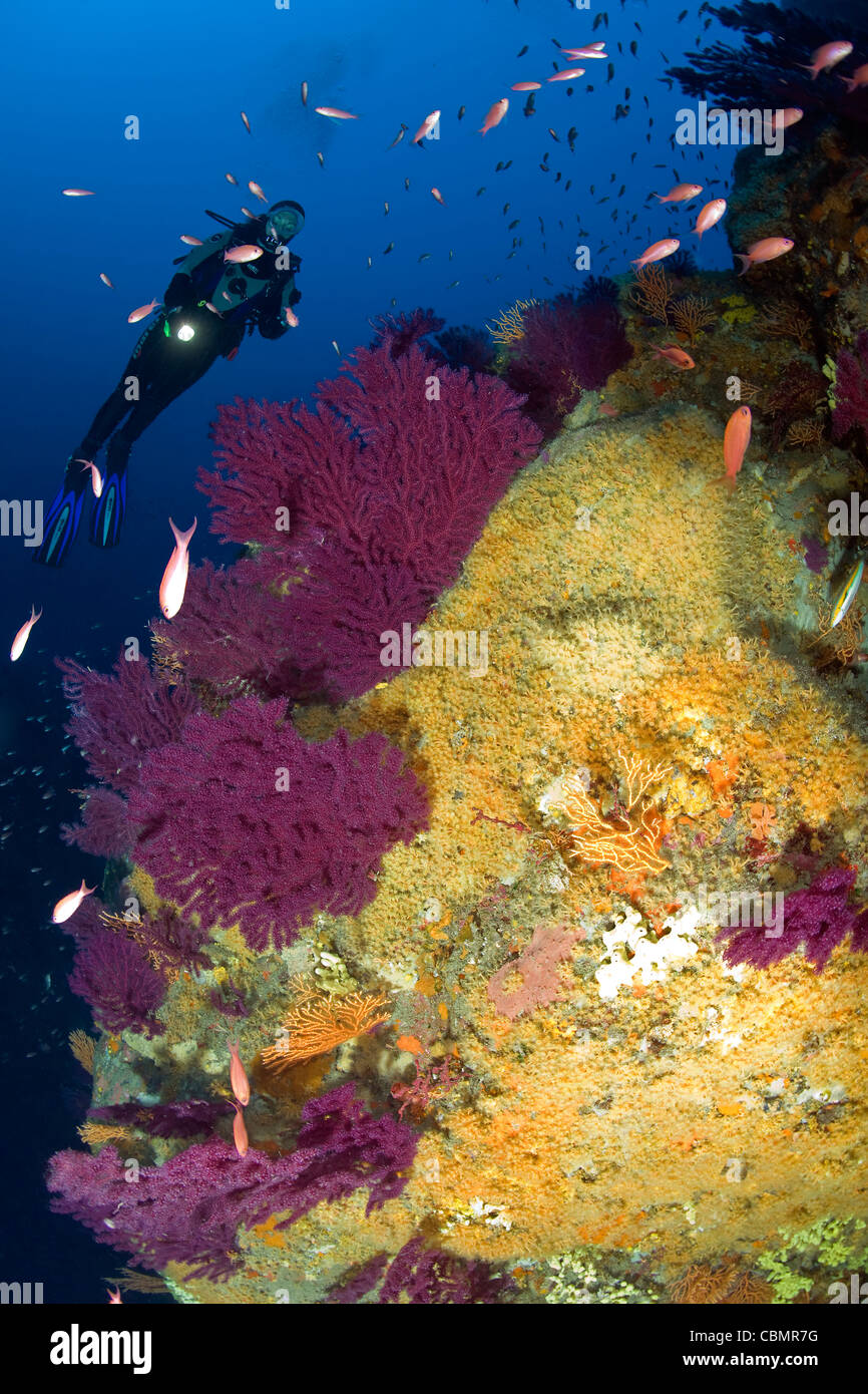 Gorgones colorées dans les récifs coralliens et de Scuba Diver, Paramuricea clavata, Parazoanthus axinellae, Ischia, Mer Méditerranée, Italie Banque D'Images