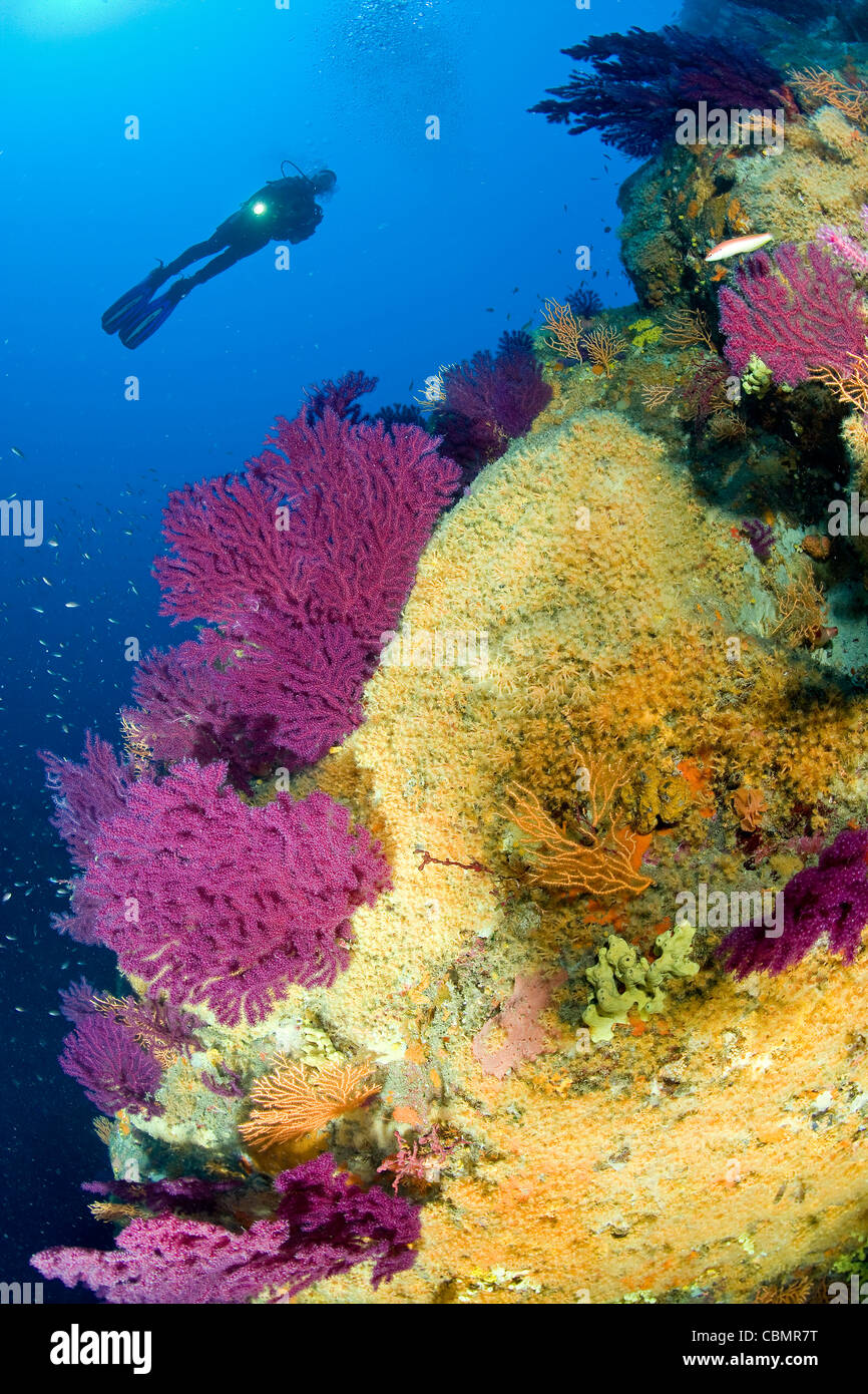 Gorgones colorées dans les récifs coralliens et de Scuba Diver, Paramuricea clavata, Parazoanthus axinellae, Ischia, Mer Méditerranée, Italie Banque D'Images
