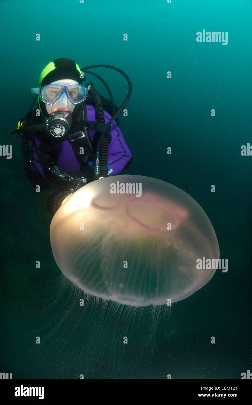 Méduse de lune et Scuba Diver, Aurelia aurita, Piran, Slovénie, la mer Adriatique Banque D'Images