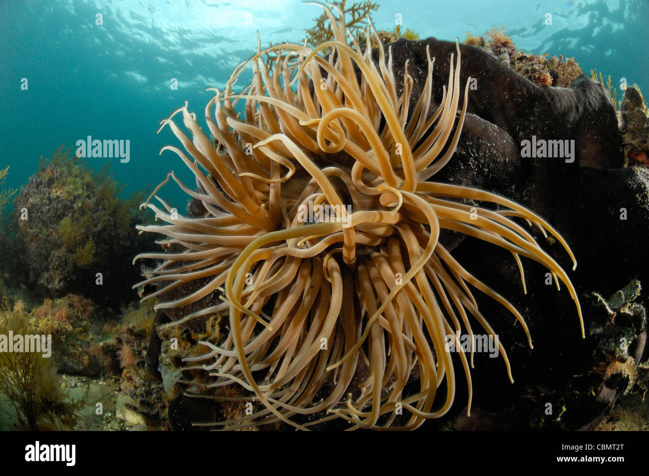 Snakelocks Anemonia sulcata, anémone, Piran, Slovénie, la mer Adriatique Banque D'Images