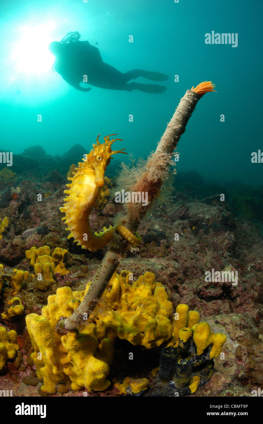 Long-snouted Seahorse accrocher sur Feather Duster Worm Hippocampus guttulatus Spirographis spallanzani Banque D'Images