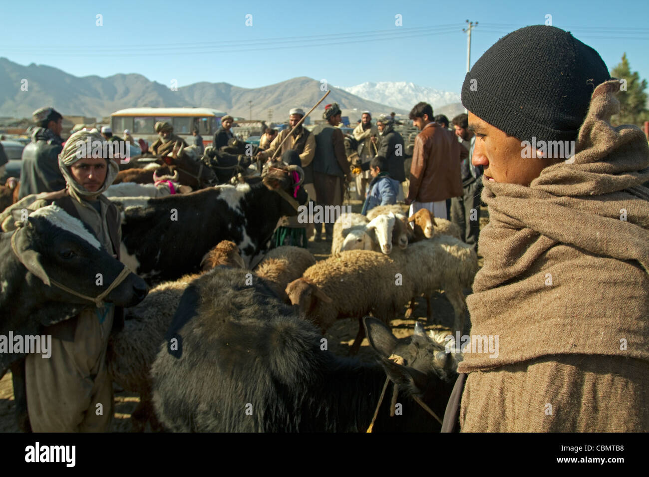 Marché de bétail et de moutons à Kaboul en Afghanistan Banque D'Images