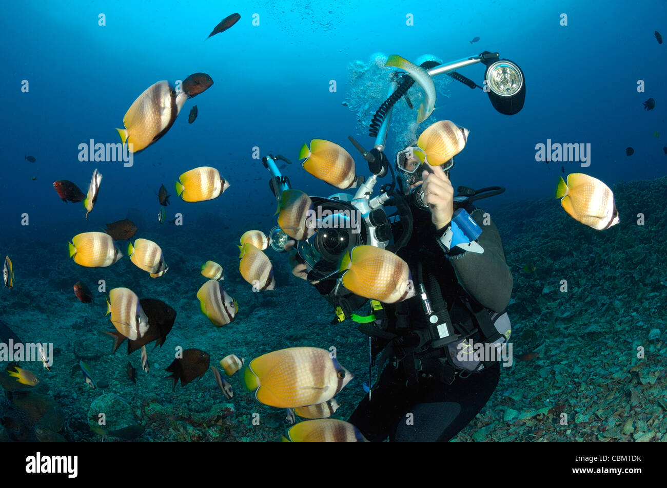 Photographier en plongée autonome, Chaetodon kleinii médiocre, Bunaken, Mer de Célèbes, Indonésie Banque D'Images