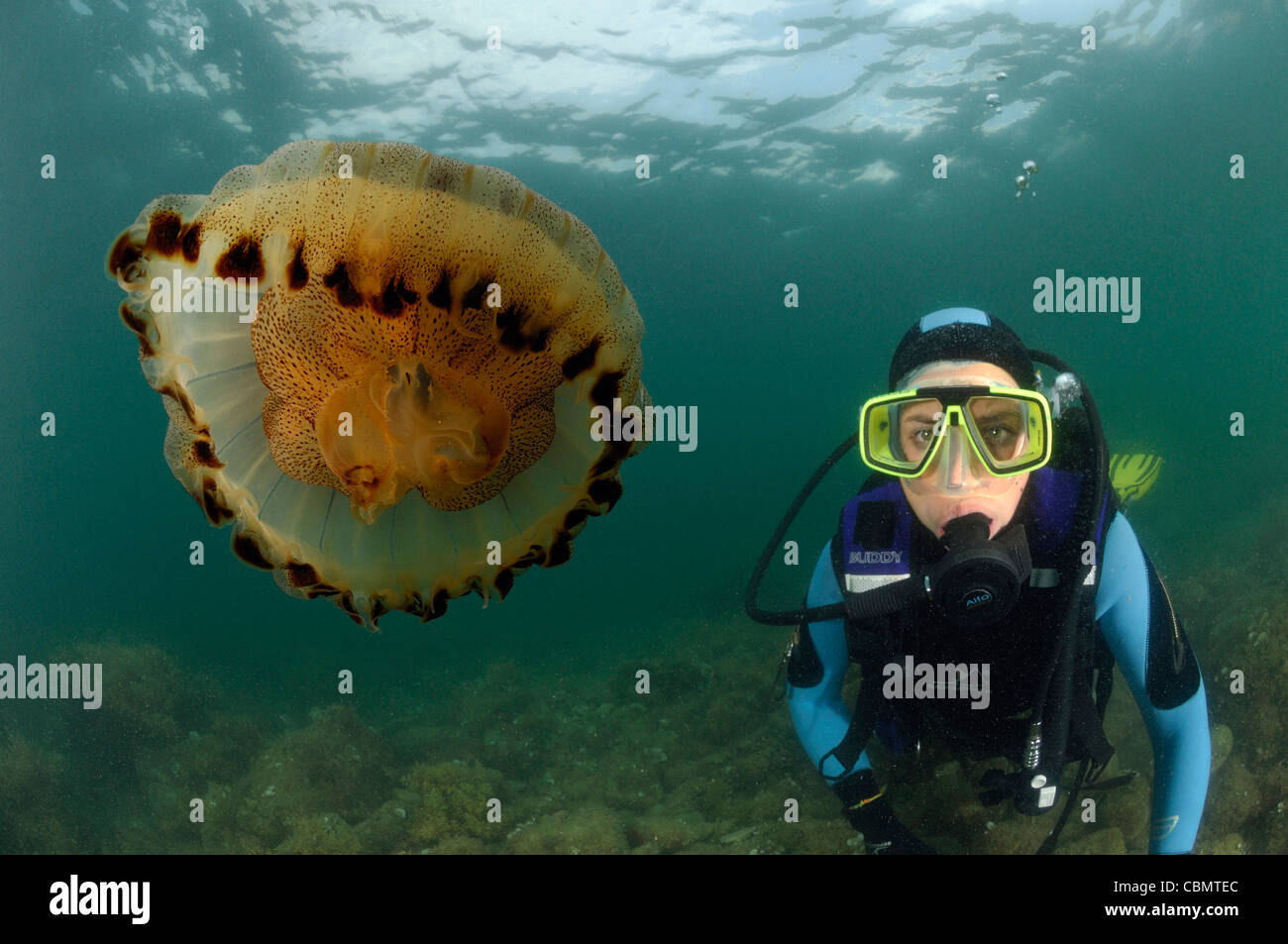 Scuba Diver et de méduses scyphozoaires, Piran, Slovénie, la mer Adriatique, Banque D'Images