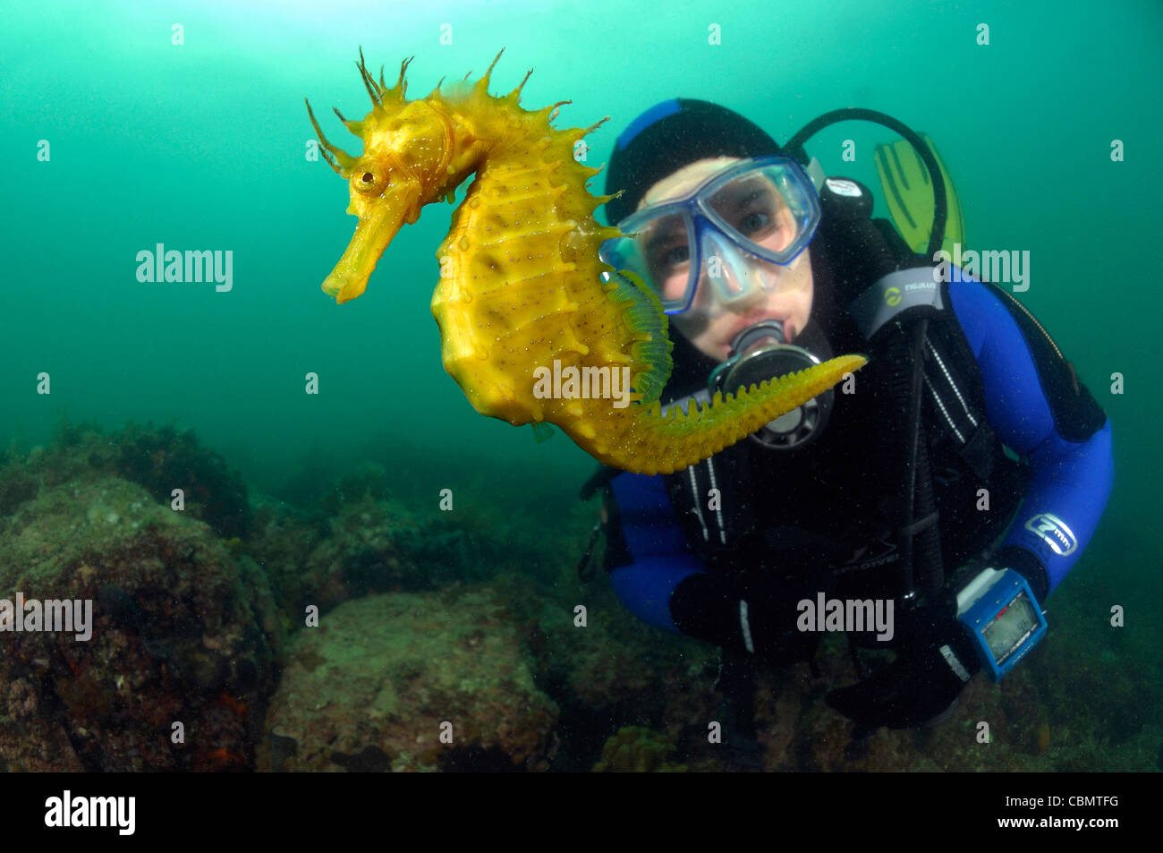 Long-snouted Seahorse et plongeur, Hippocampus guttulatus, Piran, Slovénie, la mer Adriatique Banque D'Images