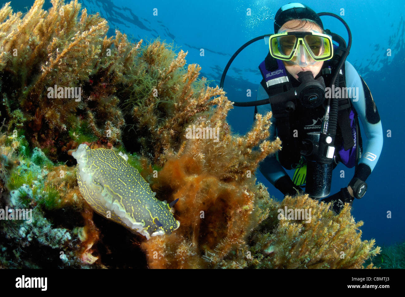 Scuba Diver et Dorid limace de mer, Hypselodoris elegans, l''île de Pag, Croatie Mer Adriatique, Banque D'Images