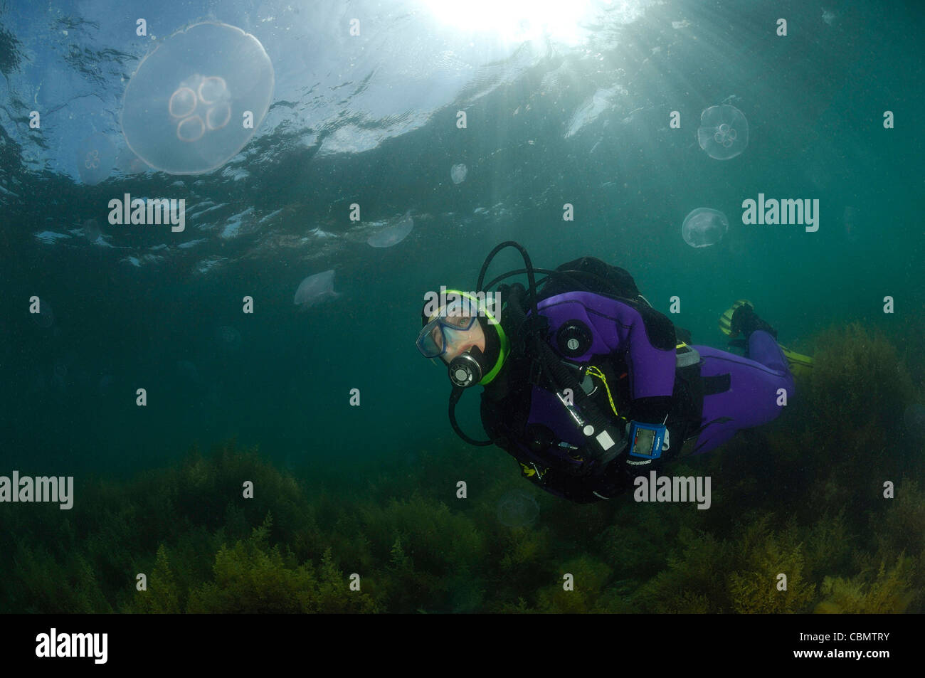 Scuba Diver et Lune, méduses Aurelia aurita, Piran, Slovénie, la mer Adriatique Banque D'Images