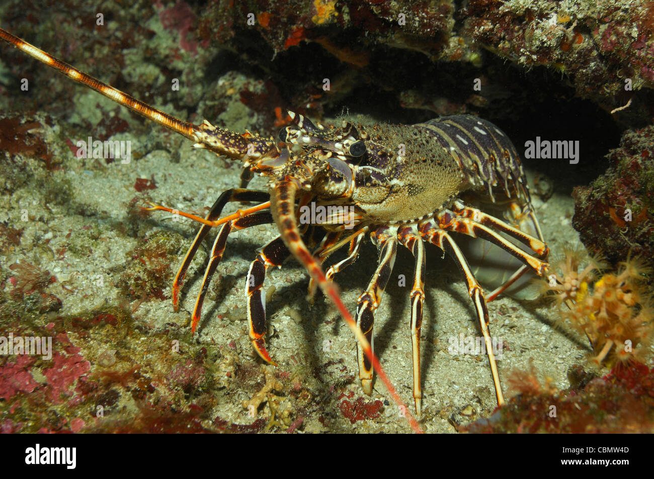 Langouste européenne, Palinurus elephas, île de Šolta, Mer Adriatique, Croatie Banque D'Images