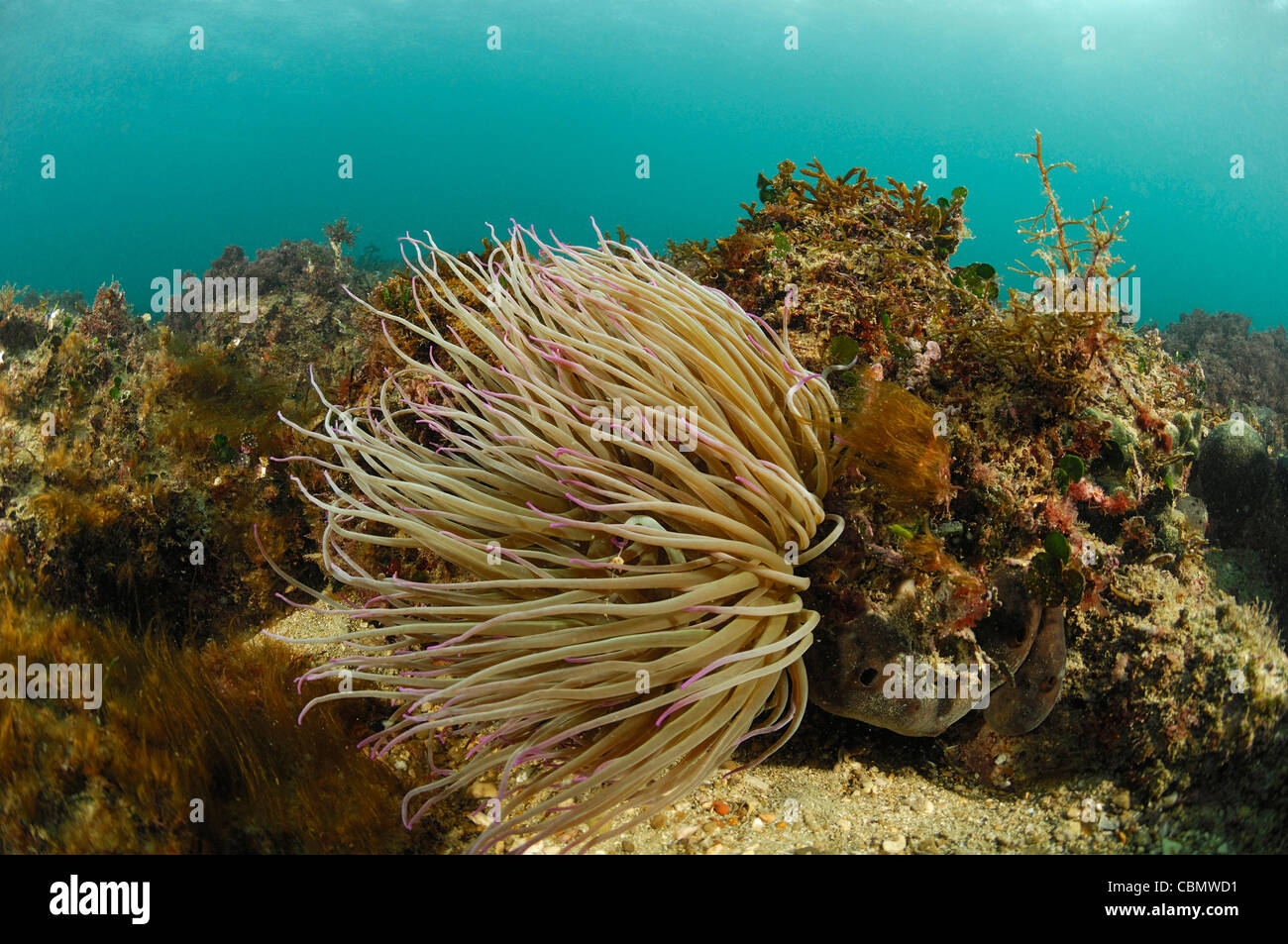 Snakelocks Anemonia sulcata, anémone, Piran, Slovénie, la mer Adriatique Banque D'Images