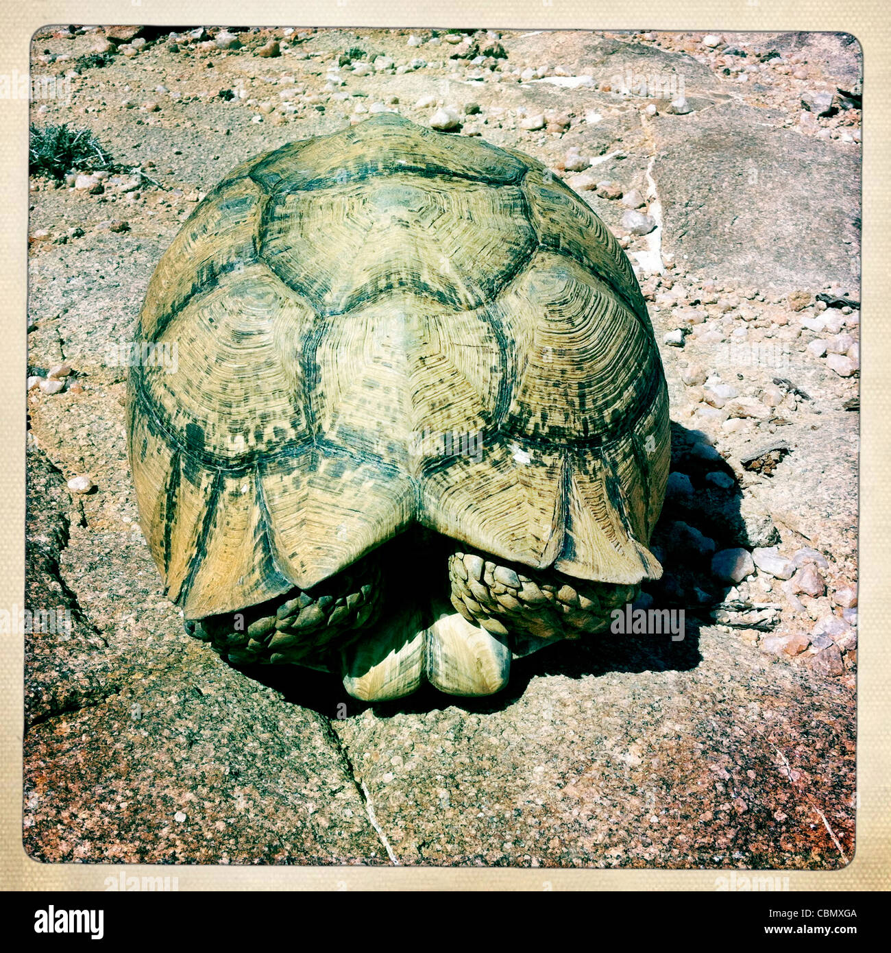 Tête de tortue terrestre dans le shell sur un sol rocailleux, le Somaliland Banque D'Images