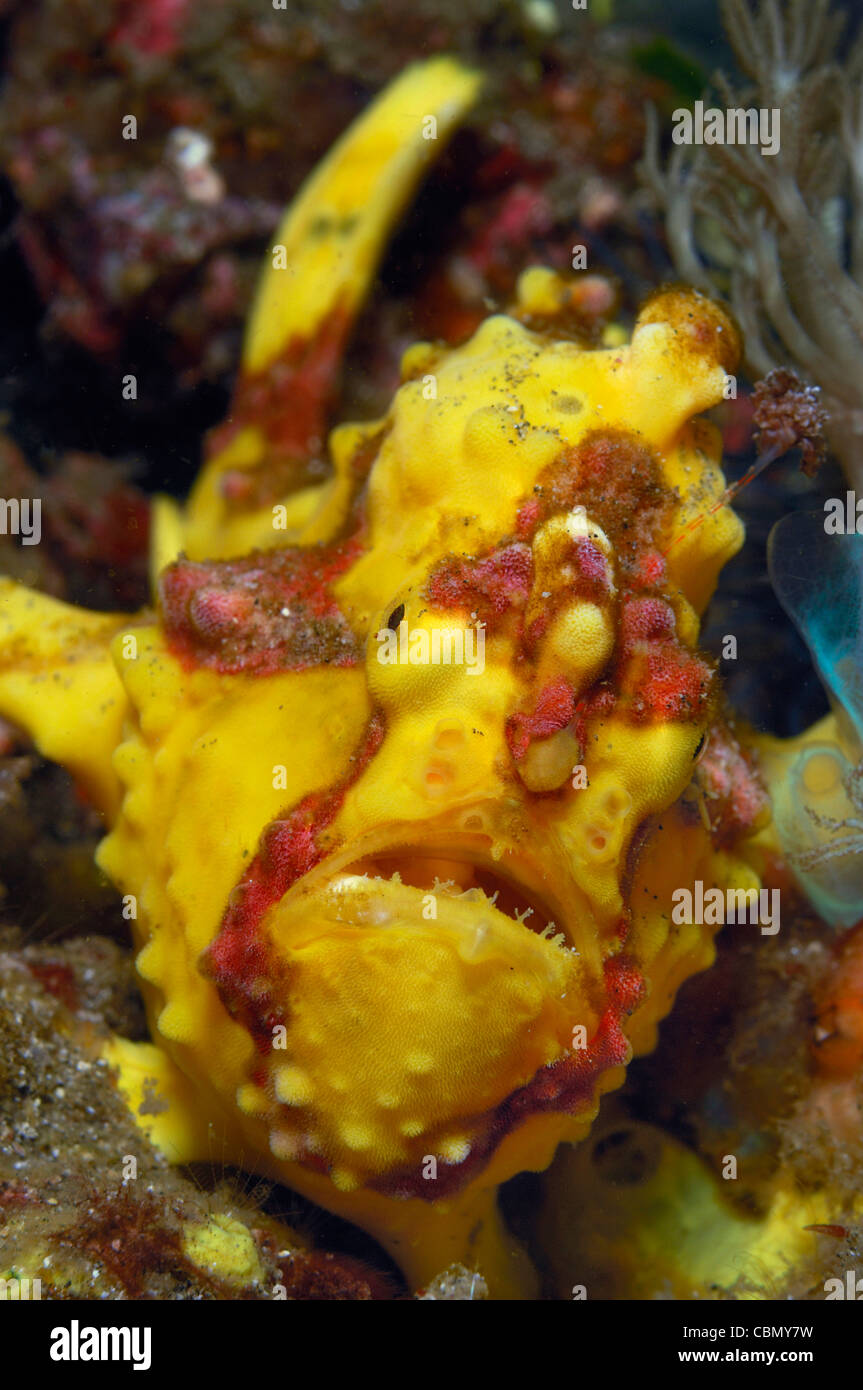 Poisson Grenouille verruqueux jaune, Antennarius maculatus, Détroit de Lembeh, au nord de Sulawesi, Indonésie Banque D'Images