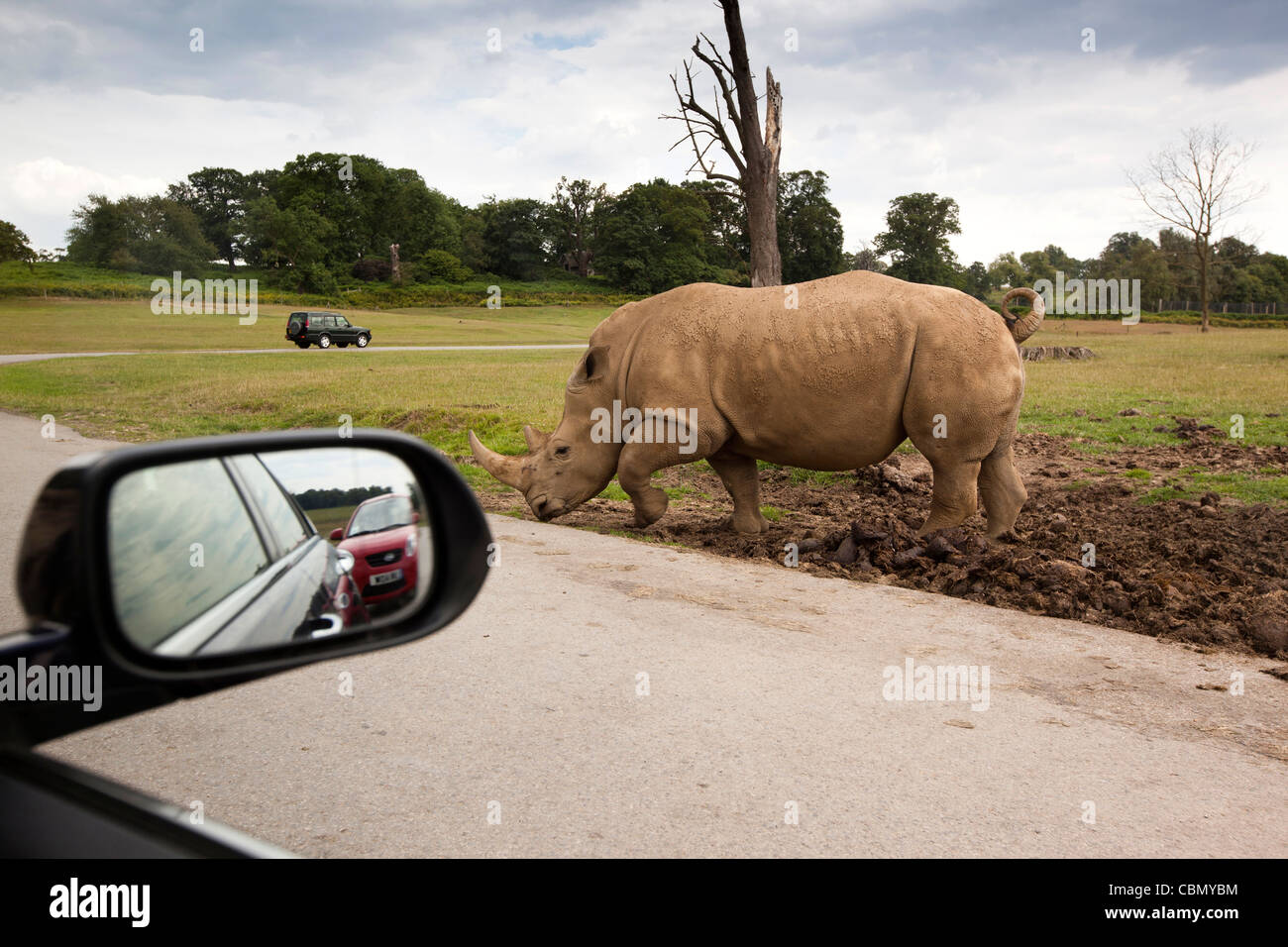 Royaume-uni, Angleterre, Bedfordshire, Woburn Safari Park, rhinocéros blanc, Ceratotherium simum vu de voiture Banque D'Images