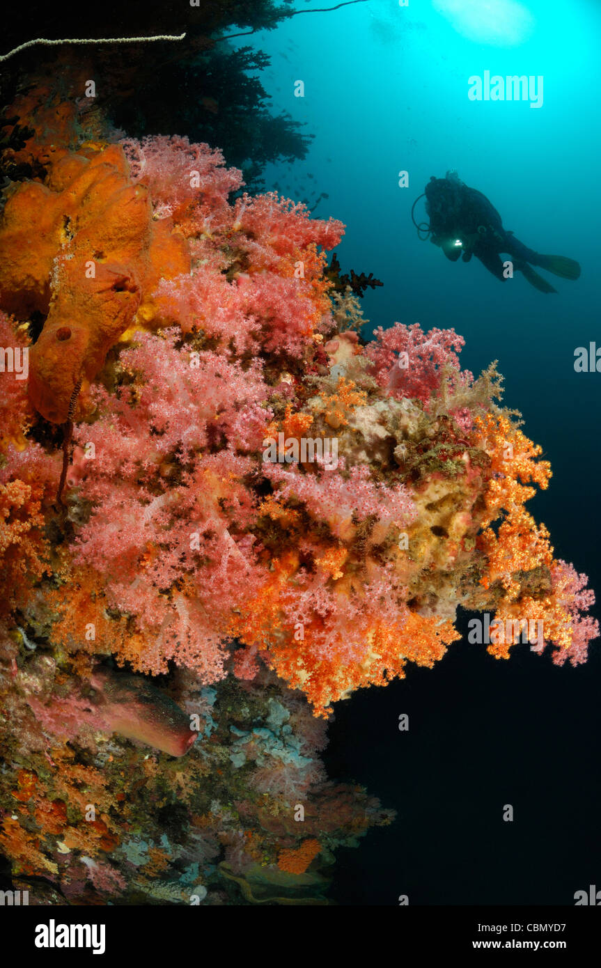 Plongée sous marine sur les récifs coralliens, Dendronephthya sp., le Détroit de Lembeh, au nord de Sulawesi, Indonésie Banque D'Images