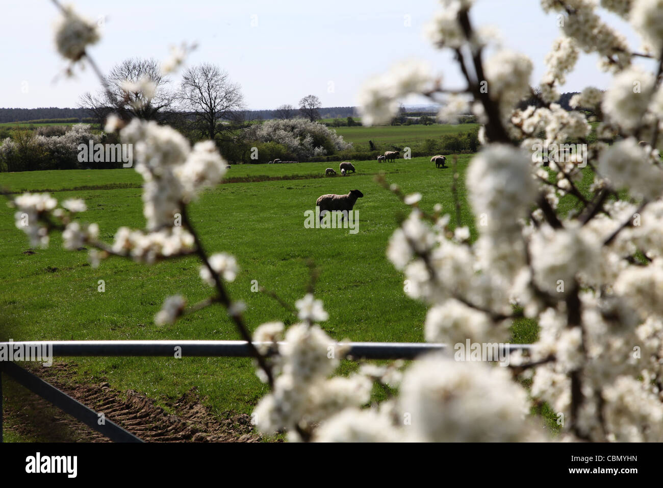 Le Lincolnshire Wolds Way Viking Blossom moutons Banque D'Images