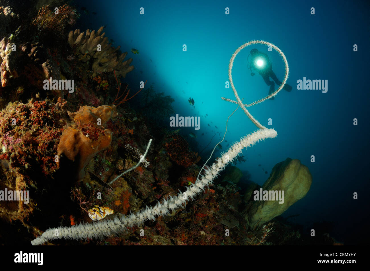 Plongeur et le Fil Corail, Stichopathes sp., le Détroit de Lembeh, au nord de Sulawesi, Indonésie Banque D'Images