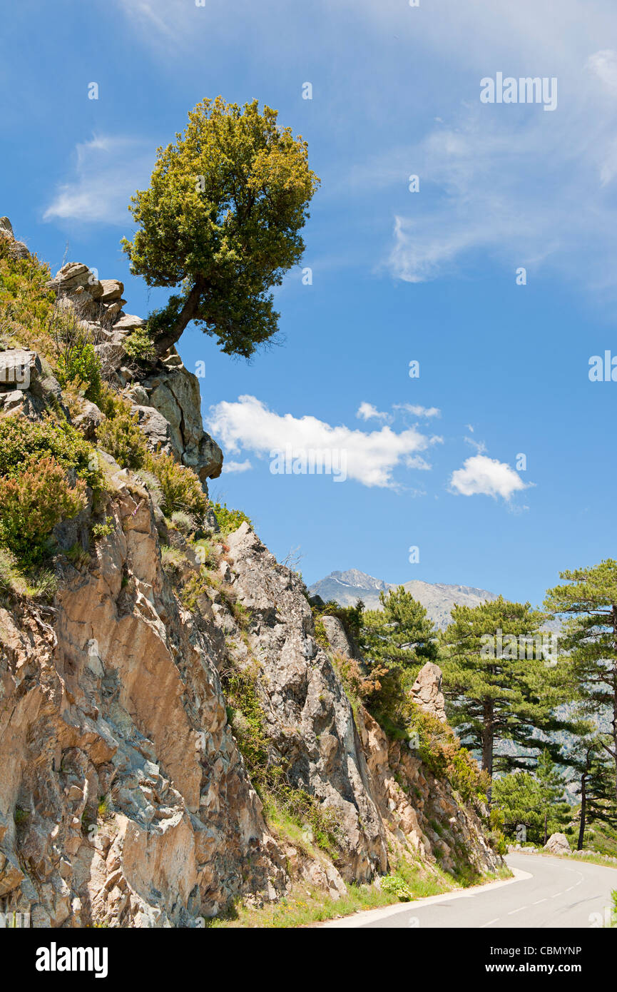 Arbre en surplomb sur la roche au-dessus de la route Banque D'Images