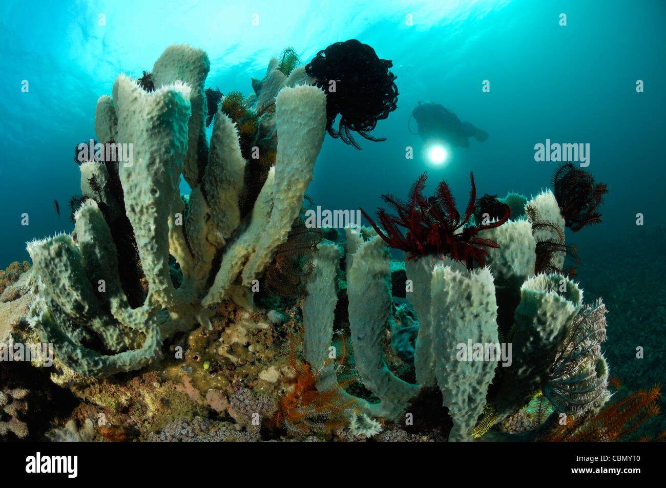 Tube plongeur une éponge, Callyspongia sp., le Détroit de Lembeh, au nord de Sulawesi, Indonésie Banque D'Images
