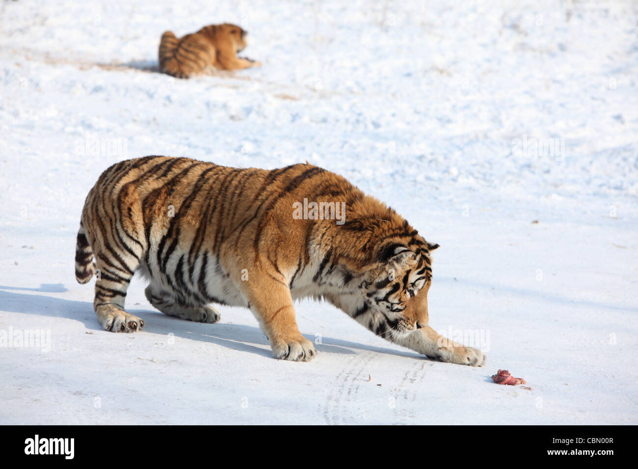 Tigre de Sibérie, Harbin, Chine Banque D'Images