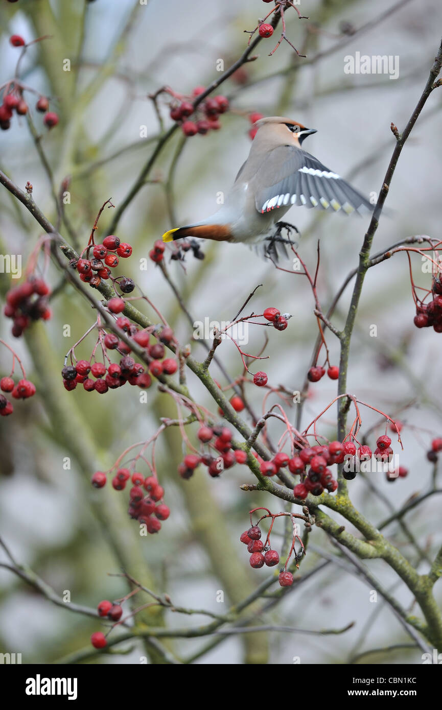 Jaseur boréal (Bombycilla garrulus) manger les baies du sorbier (Sorbus aucuparia - Pyrus aucuparia) en hiver Banque D'Images