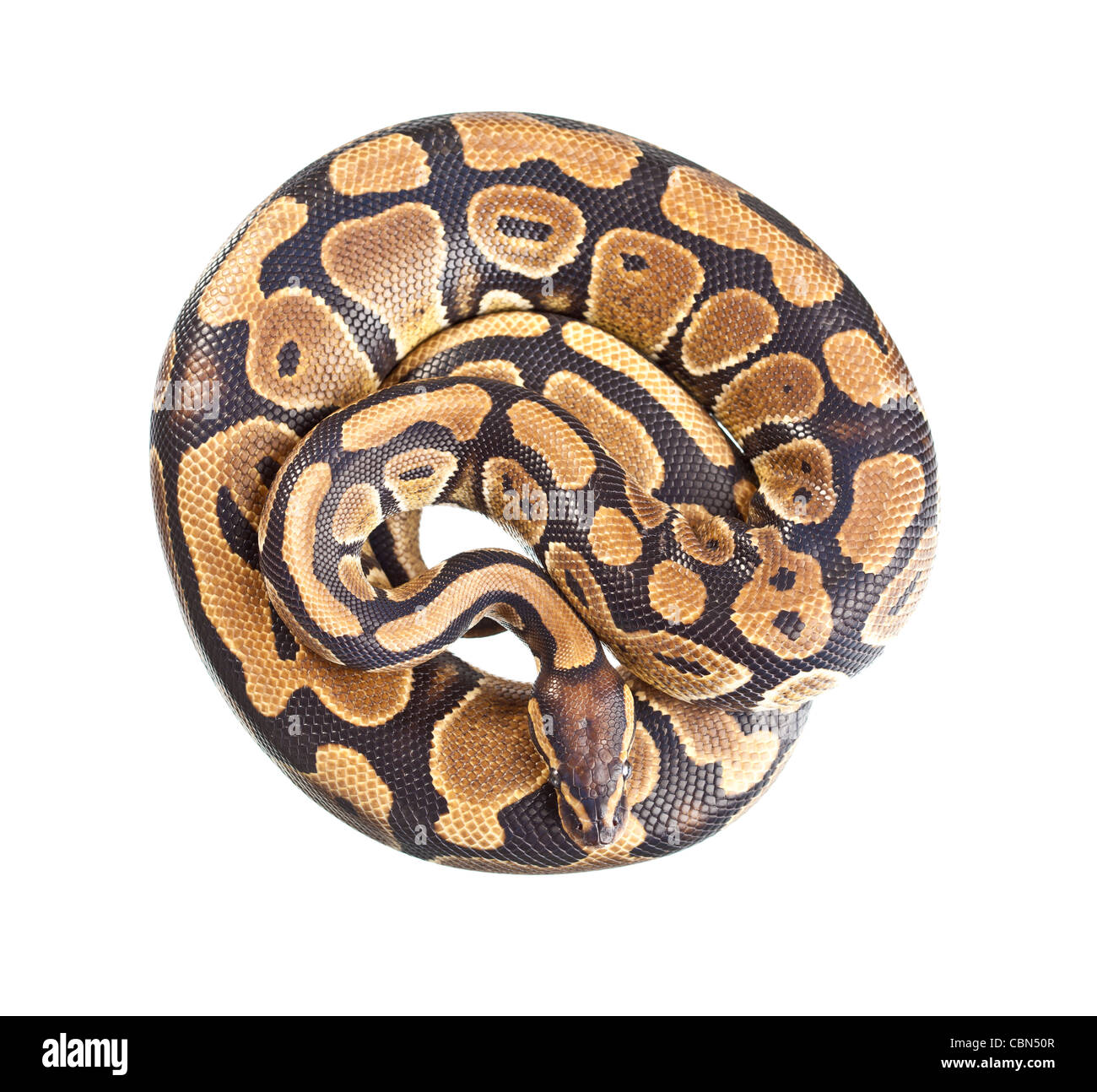 Python royal ou Python, Ball (Python regius), en studio sur un fond blanc. Banque D'Images