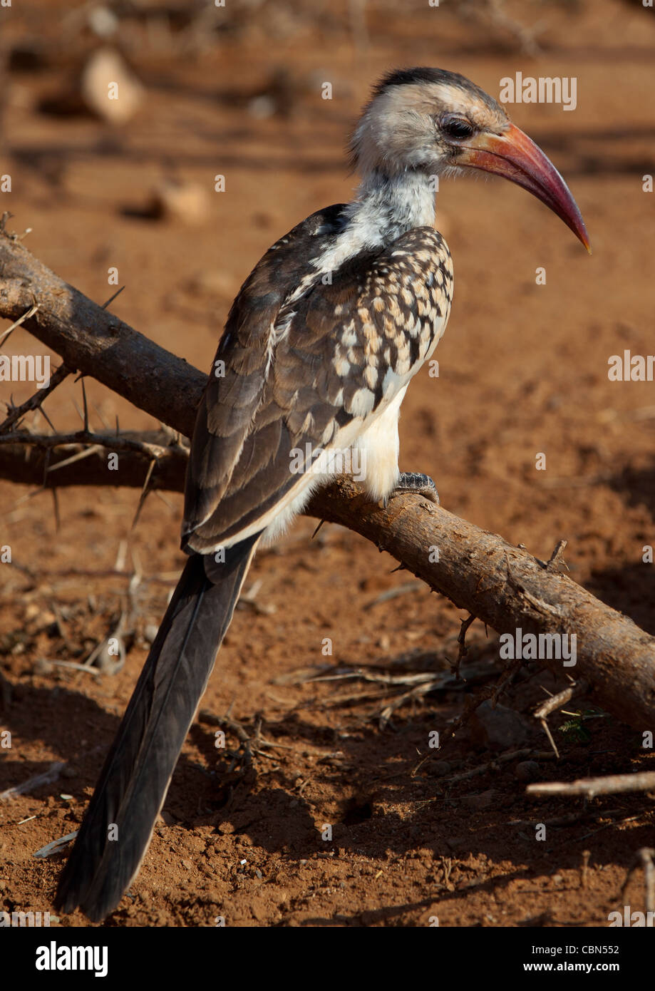 Oiseau calao sur une branche près du sol, Baligubadle Somaliland Banque D'Images