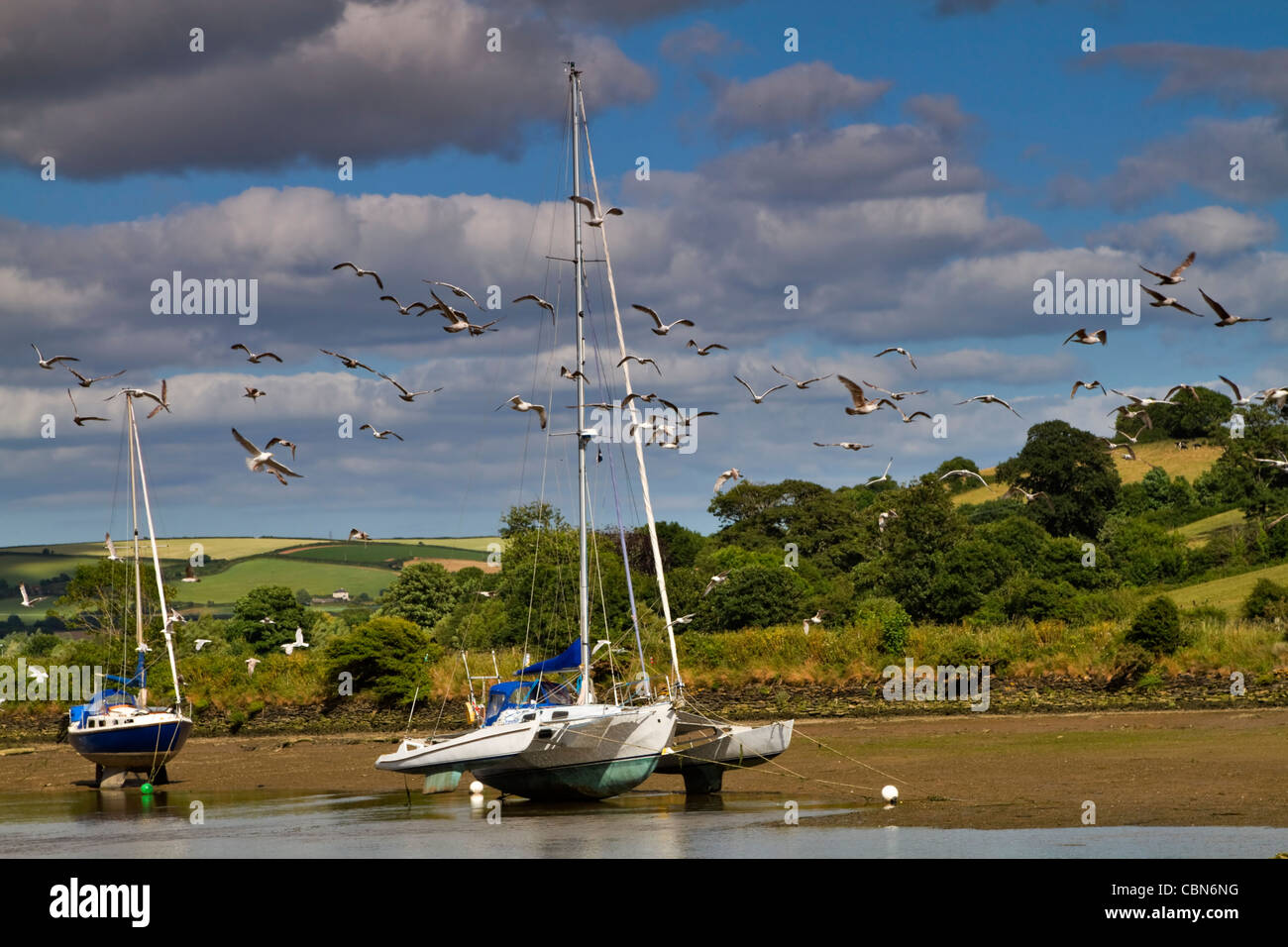 Les mouettes volent autour de bateaux échoués dans les vasières de la rivière Avon, Devon, à marée basse. Banque D'Images