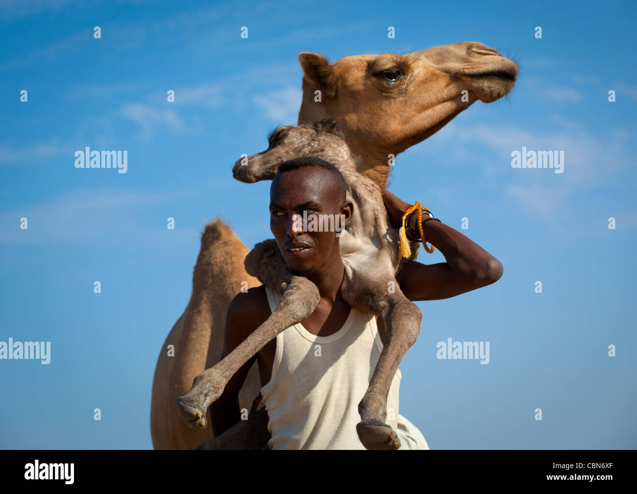 Black Mature Man Holding Baby Camel sur le dos, la zone, le Somaliland Lughaya Banque D'Images