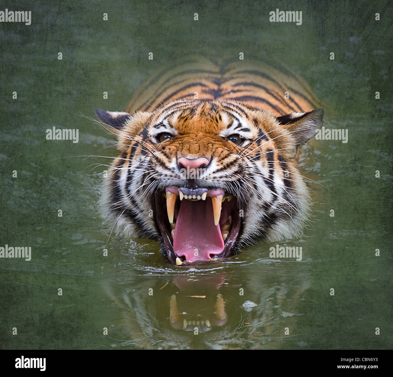 Tigre de Sumatra (Panthera tigris sumatrae). Les tigres de Sumatra sont une sous-espèce distincte de tigre uniquement sur Sumatra. Banque D'Images
