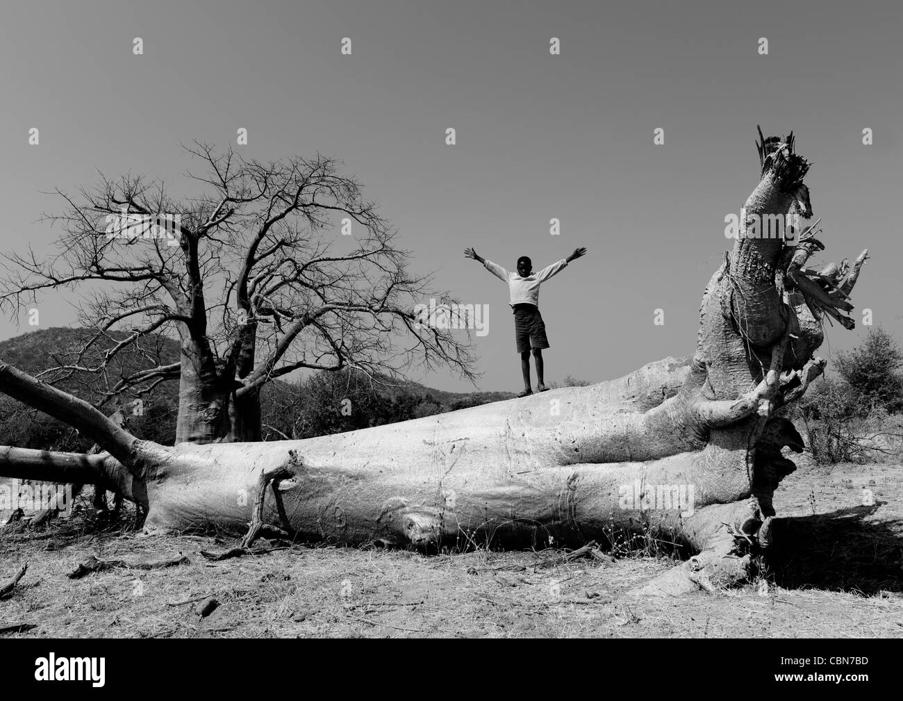 Garçon avec son bras sur le tronc d'un baobab, Angola Banque D'Images