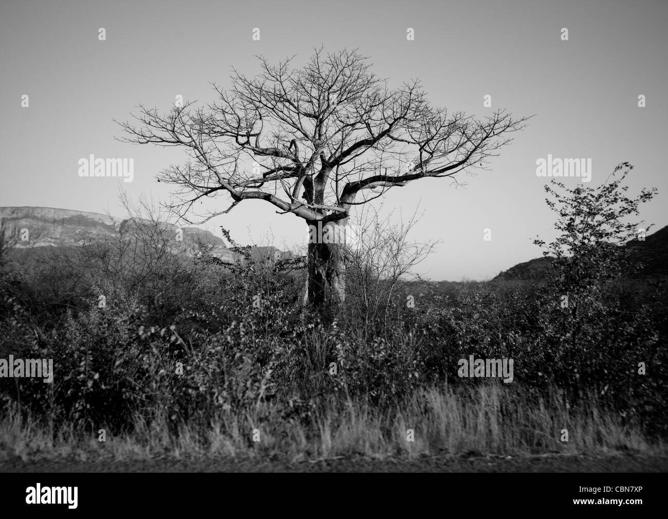 Arbre sur le bord de la route de la ville de Namibe, Angola Banque D'Images