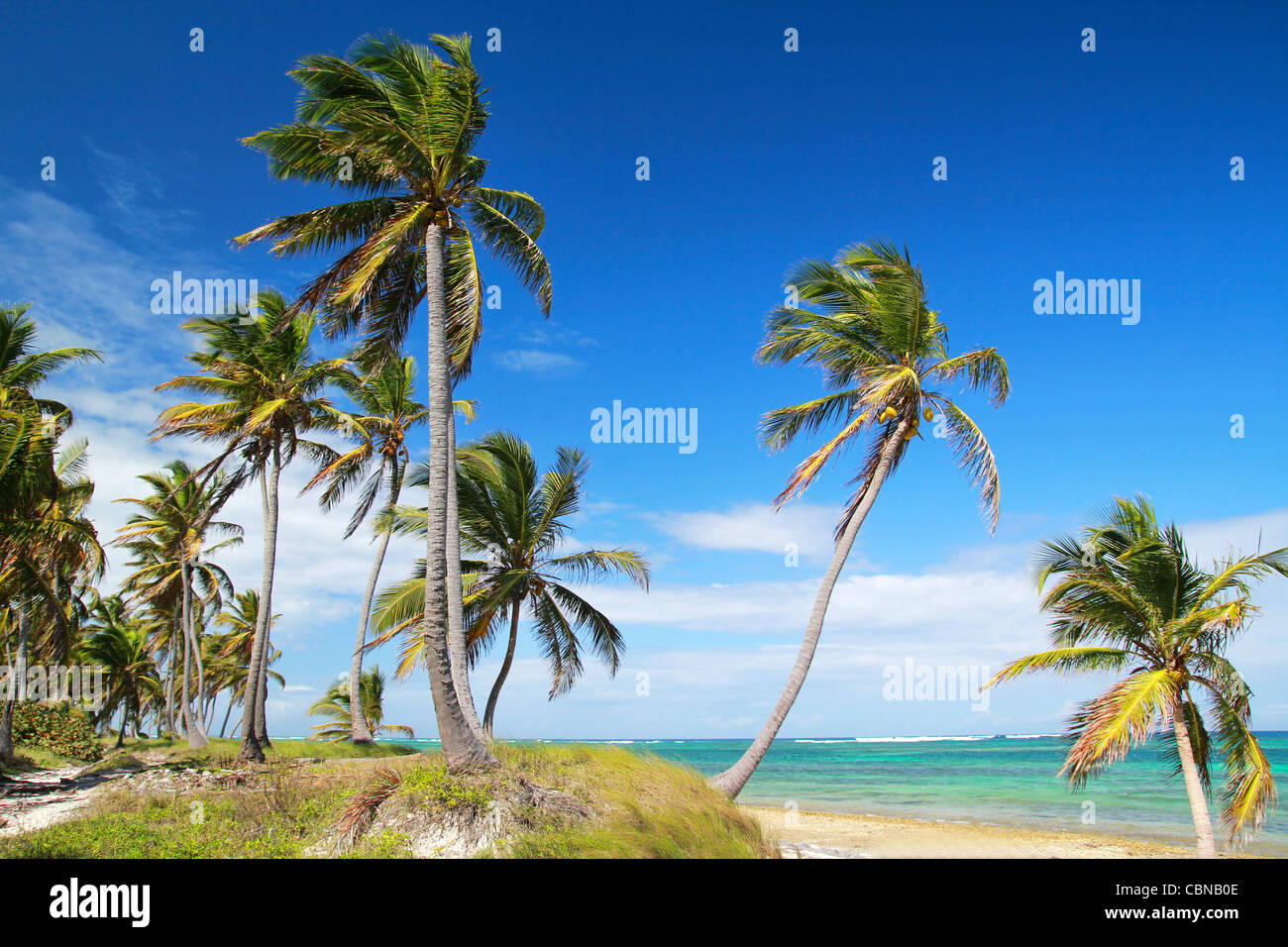 Palmiers sur la plage tropicale, mer des Caraïbes Banque D'Images