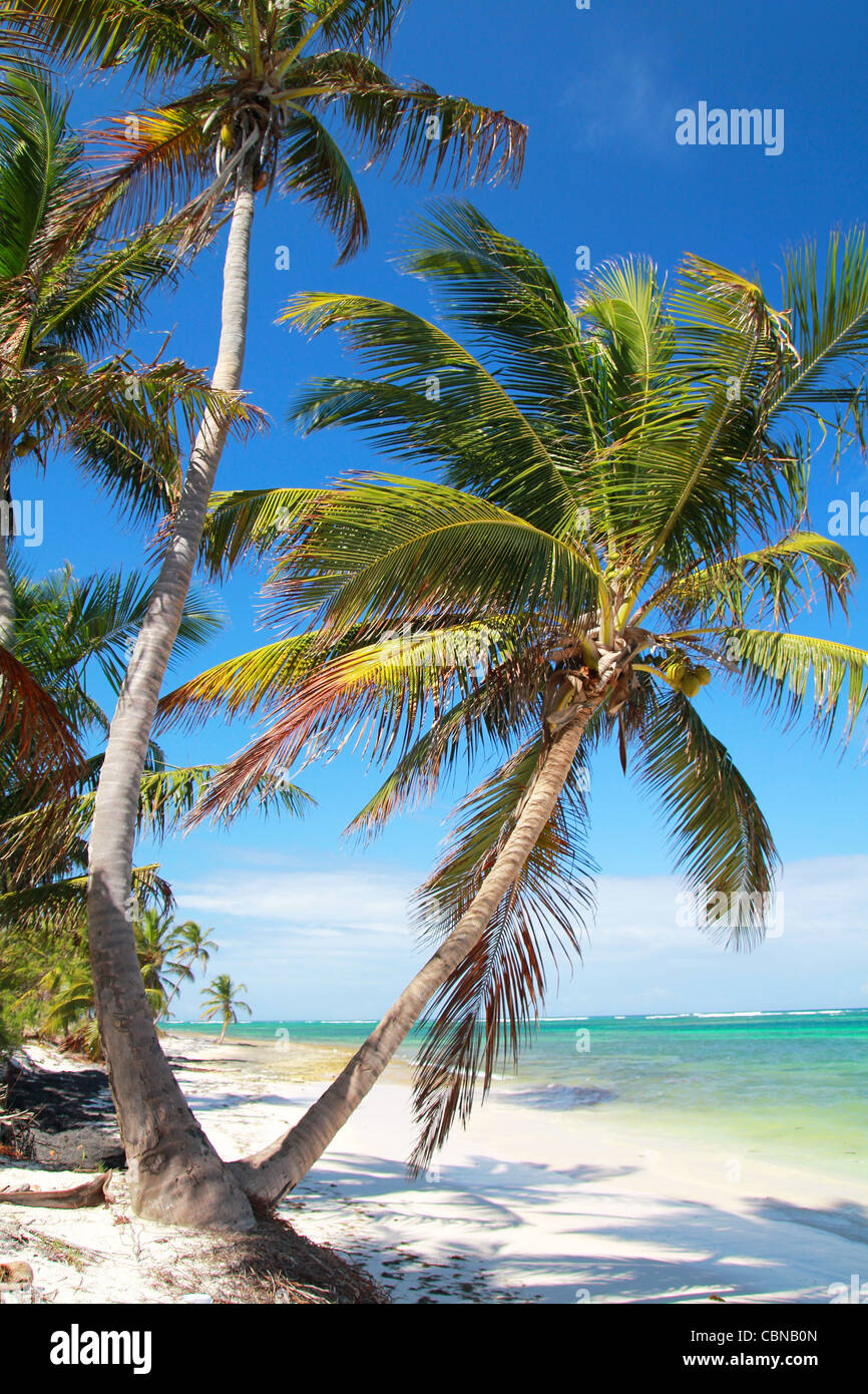 Magnifiques palmiers on tropical beach, côte de la mer des Caraïbes Banque D'Images