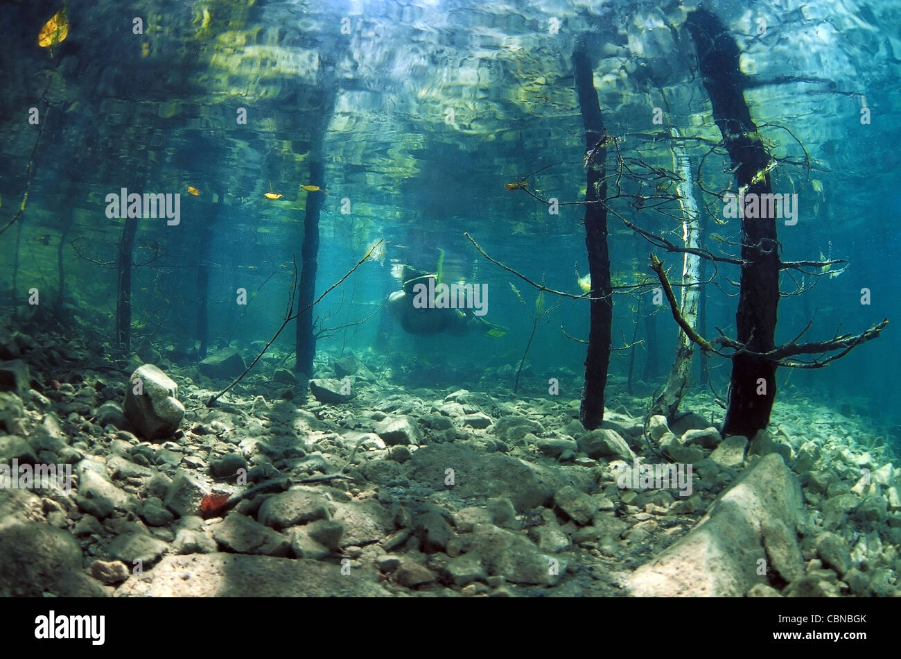 Femme avec masque et palmes nager à côté de bouleaux dans une forêt inondée Banque D'Images