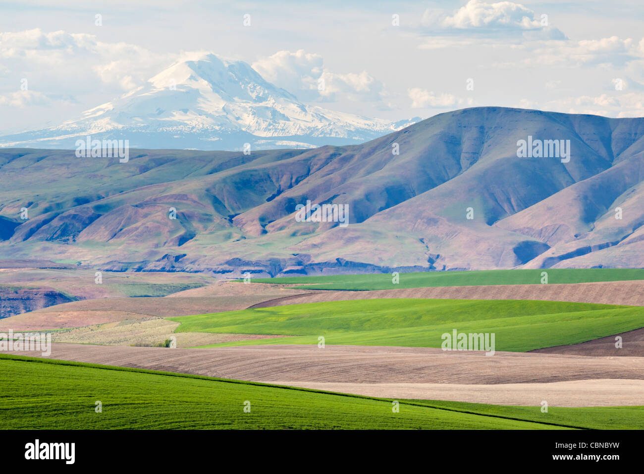 Mont Adams de près de Wasco, Oregon Banque D'Images