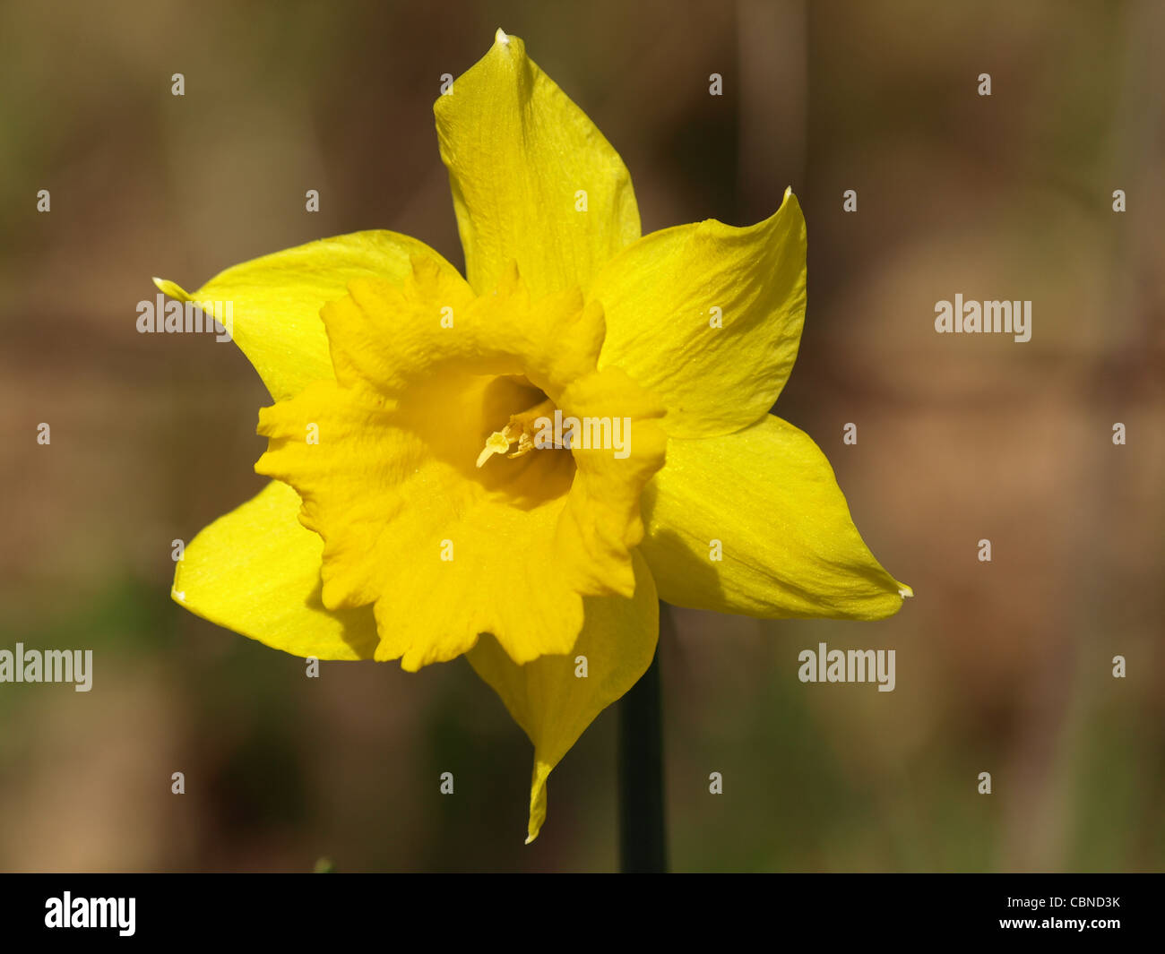 La jonquille sauvage, le carême lily / Narcissus pseudonarcissus / Gelbe Narzisse, Osterglocke Banque D'Images