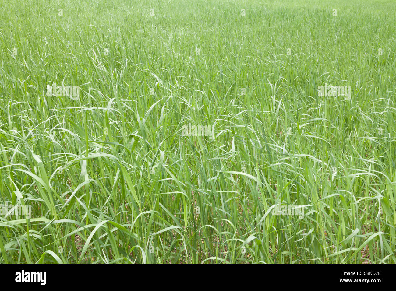 Champ, verger historique Buckner et Homestead North Cascades National Park, Washington Banque D'Images