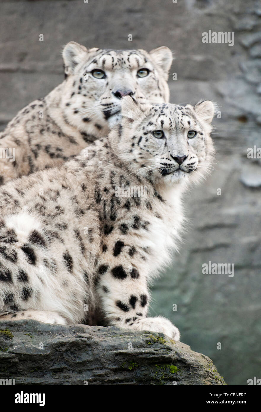 Femme snow leopard et cub Banque D'Images