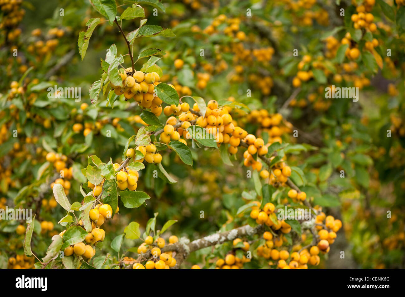 Malus x zumi 'Golden hornet', 'Golden Hornet Apple Crabe' Banque D'Images