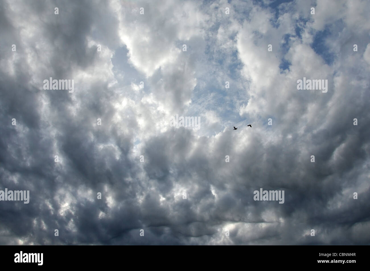 2 Deux oiseaux volant à travers les nuages de tempête de rupture Banque D'Images
