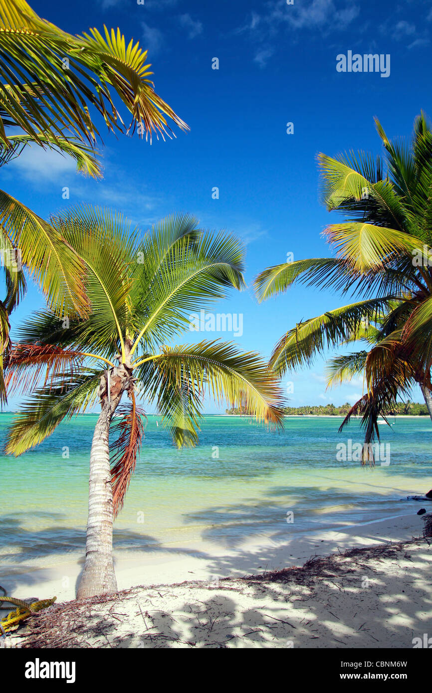 Palmiers sur la plage de la mer des Caraïbes, la République Dominicaine Banque D'Images