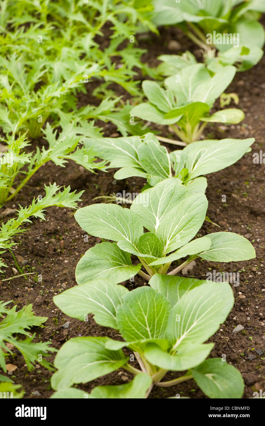 Pak choi 'Ivory, Brassica rapa ssp chinensis 'Ivory' Banque D'Images