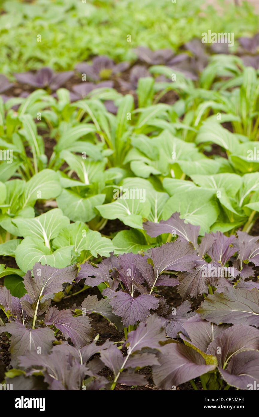 L'avant à l'arrière : Violet ; Mizuna Pak choi Choi 'joie' ; Mibuna ; Pak choi 'Red' et moutardée mizuna Banque D'Images