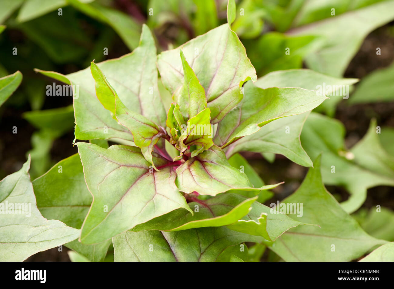 L'épinard 'Bordeaux' F1 hybride, Spinacia oleracea Banque D'Images