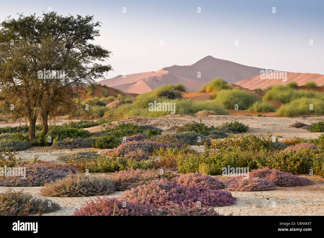 Dunes de sable et de fleurs sauvages à Sossusvlei, Namib-Naukluft Park, Namibie Banque D'Images