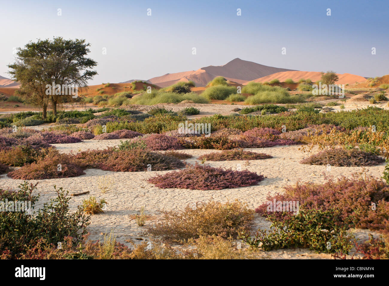 Dunes de sable et de fleurs sauvages à Sossusvlei, Namib-Naukluft Park, Namibie Banque D'Images
