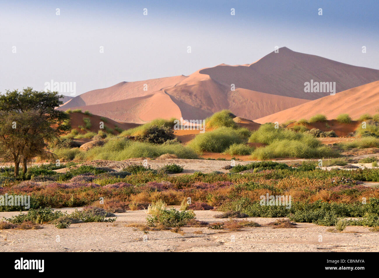 Dunes de sable et de fleurs sauvages à Sossusvlei, Namib-Naukluft Park, Namibie Banque D'Images