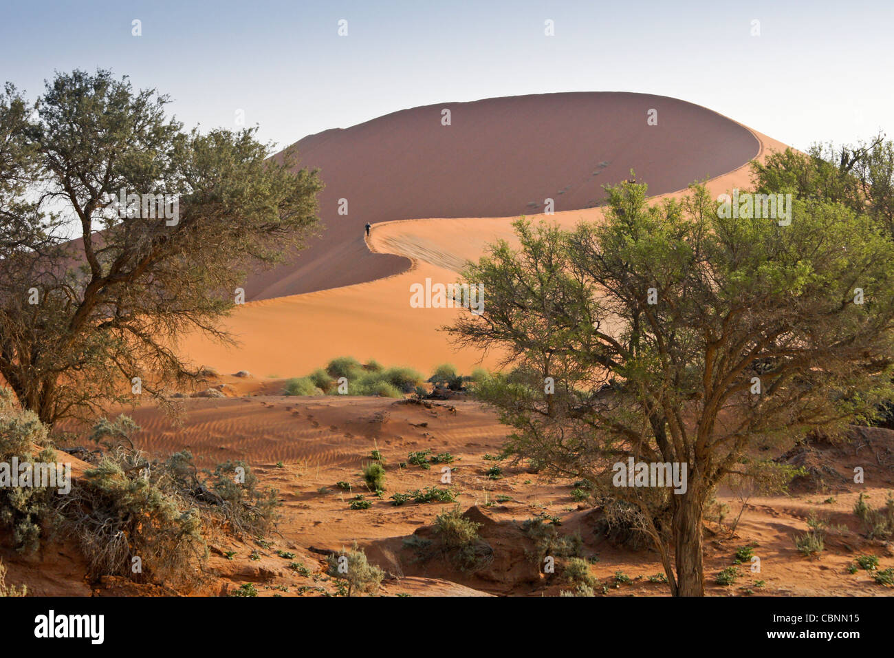 Dune de sable (Big Mama) à Sossusvlei, Namib-Naukluft Park, Namibie Banque D'Images