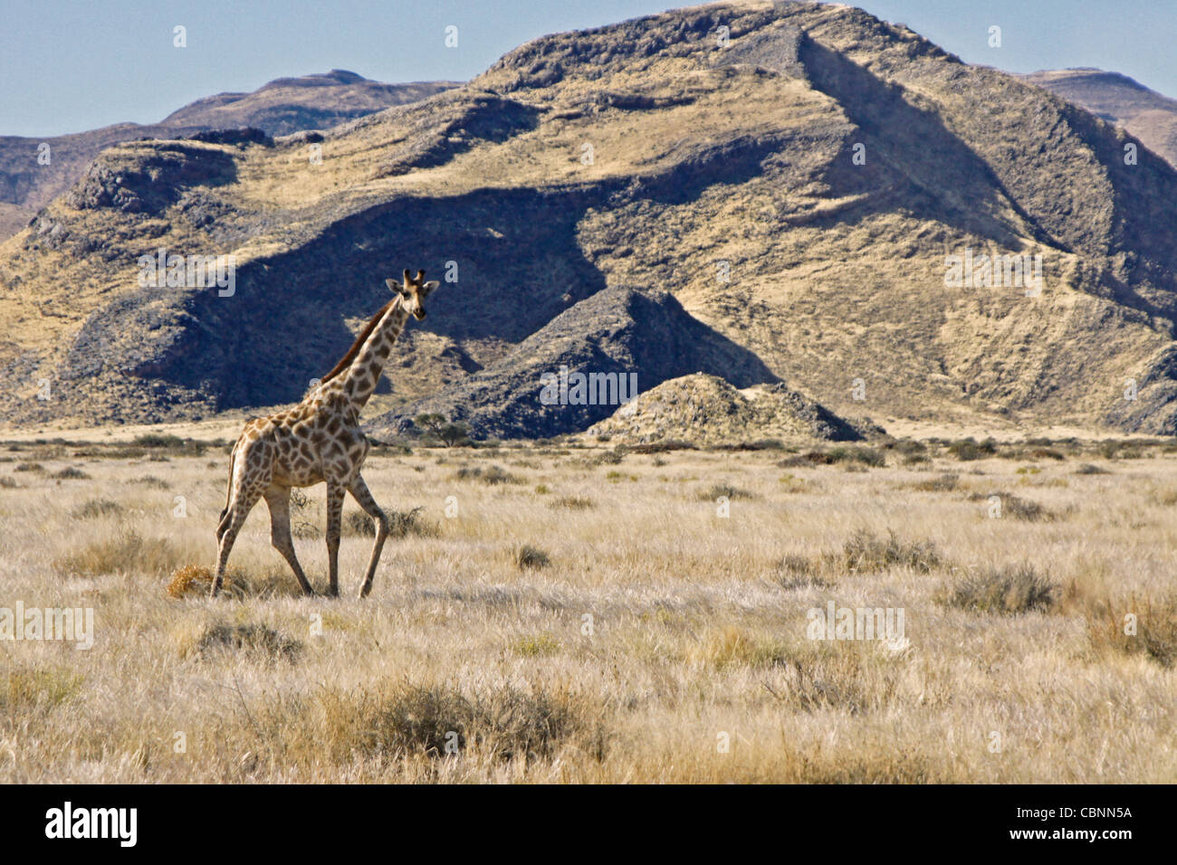 Girafe Namib-Naukluft National Park, Namibie Banque D'Images